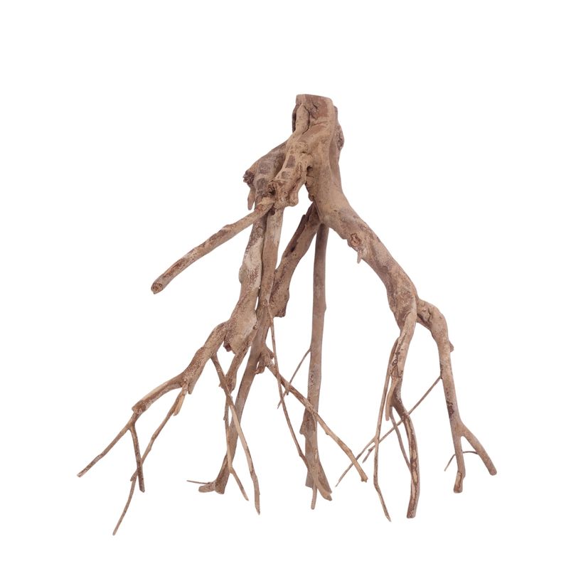 XL Talawa Wurzel Nr.3603