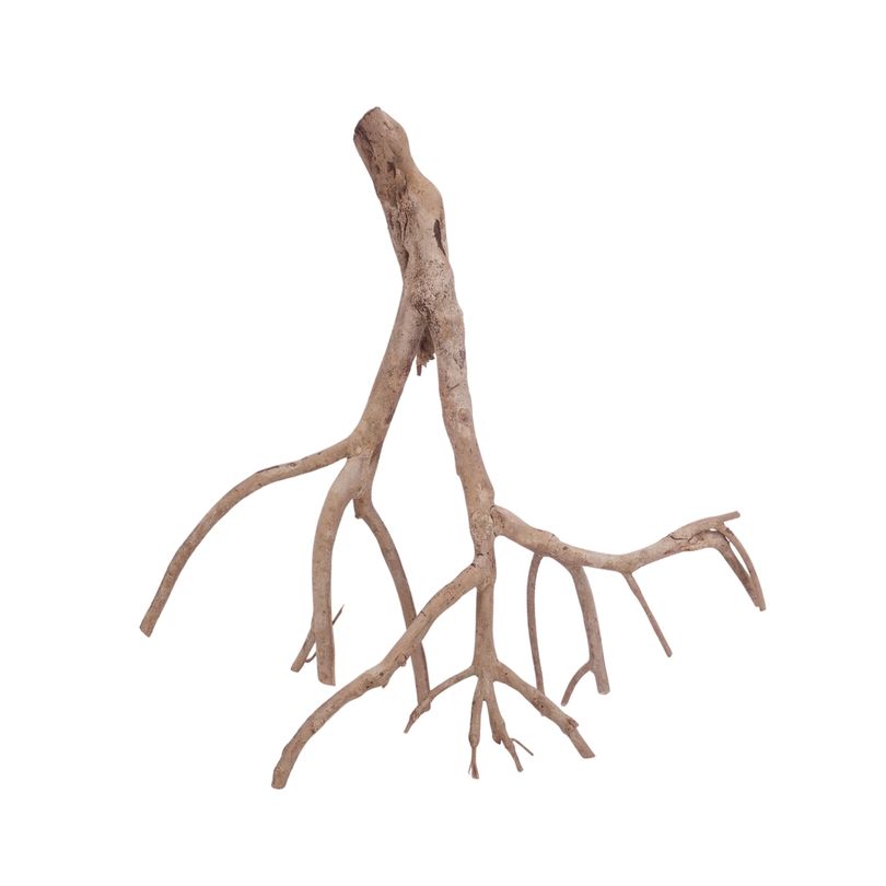 XL Talawa Wurzel Nr.3605