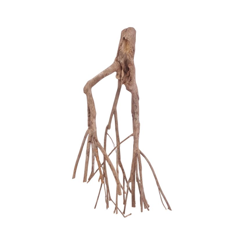 XL Talawa Wurzel Nr.3606