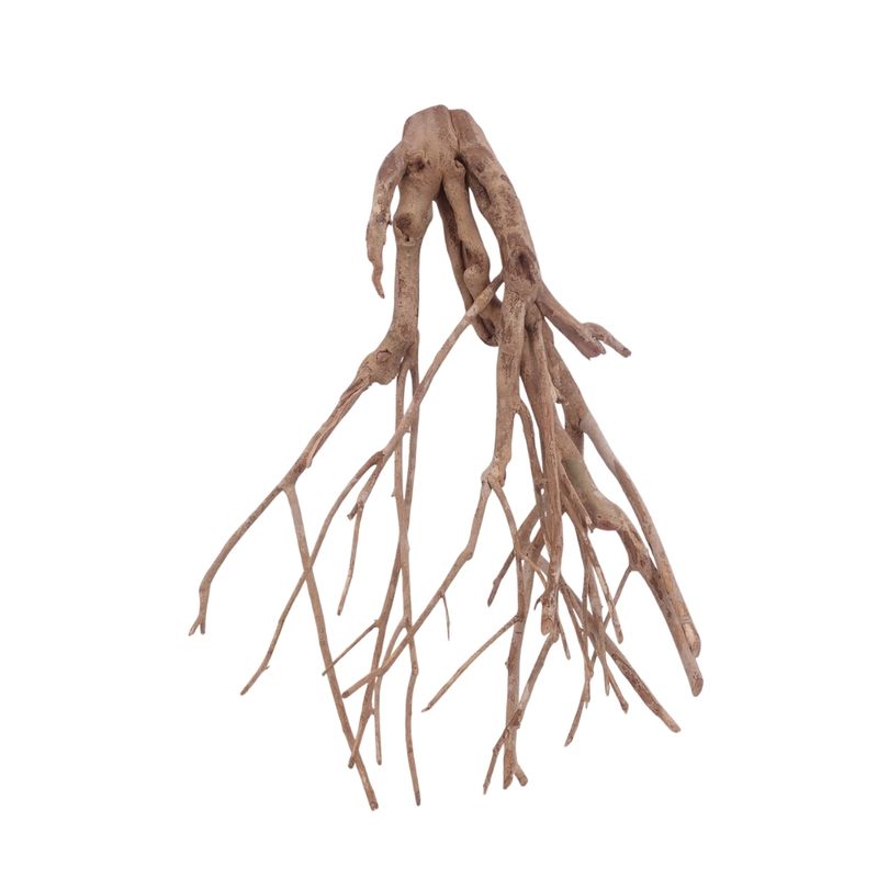 XL Talawa Wurzel Nr.3609