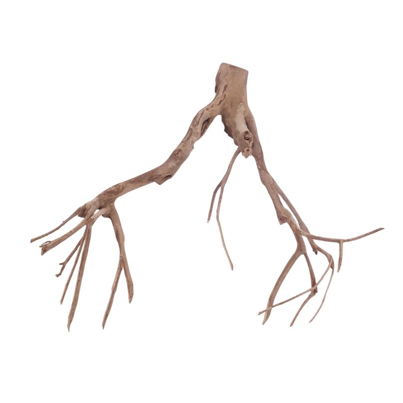 XL Talawa Wurzel Nr.3611