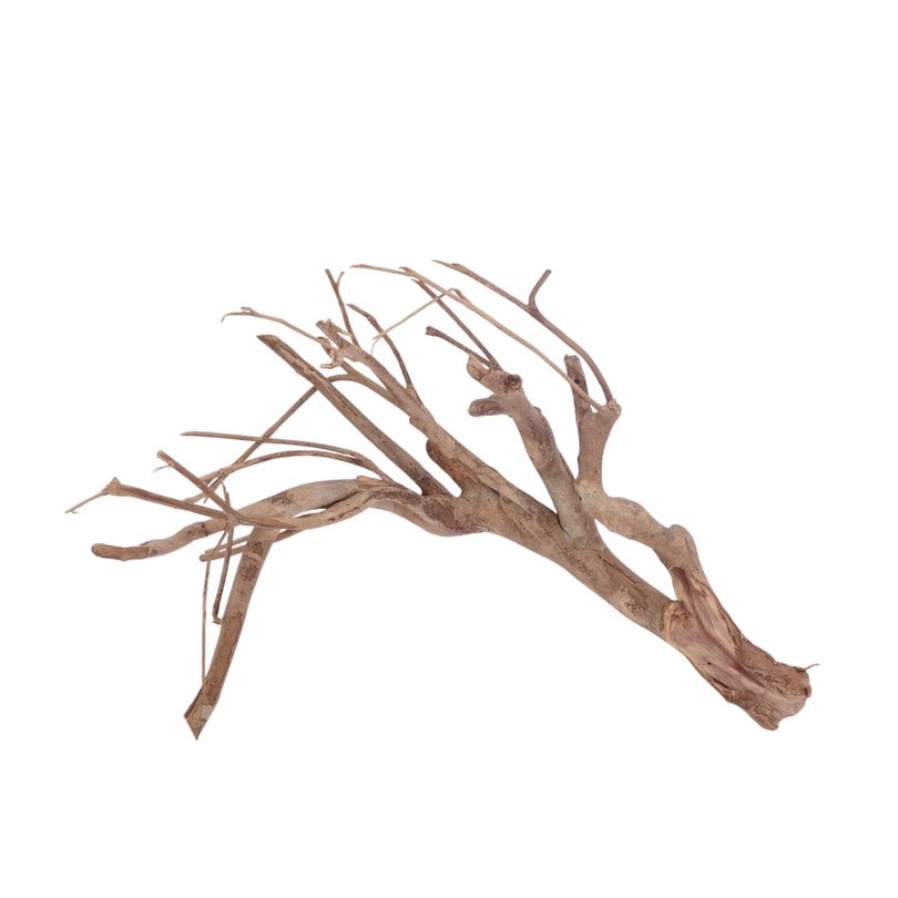 XL Talawa Wurzel Nr.3612