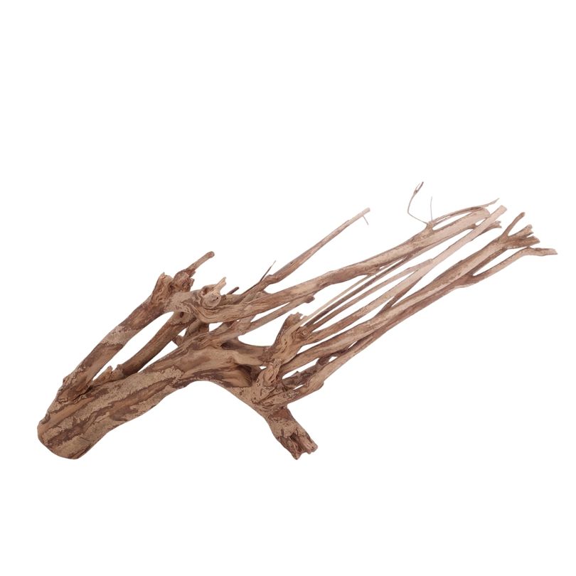 XL Talawa Wurzel Nr.3616