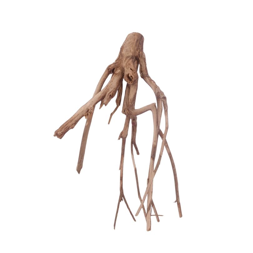 XL Talawa Wurzel Nr.3617