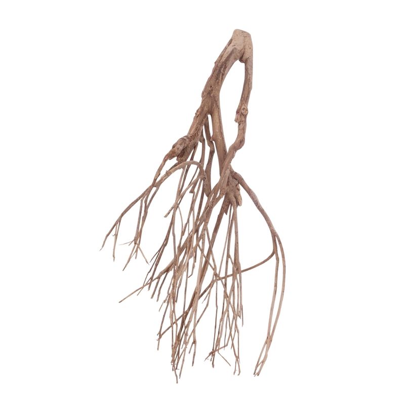 XL Talawa Wurzel Nr.3618