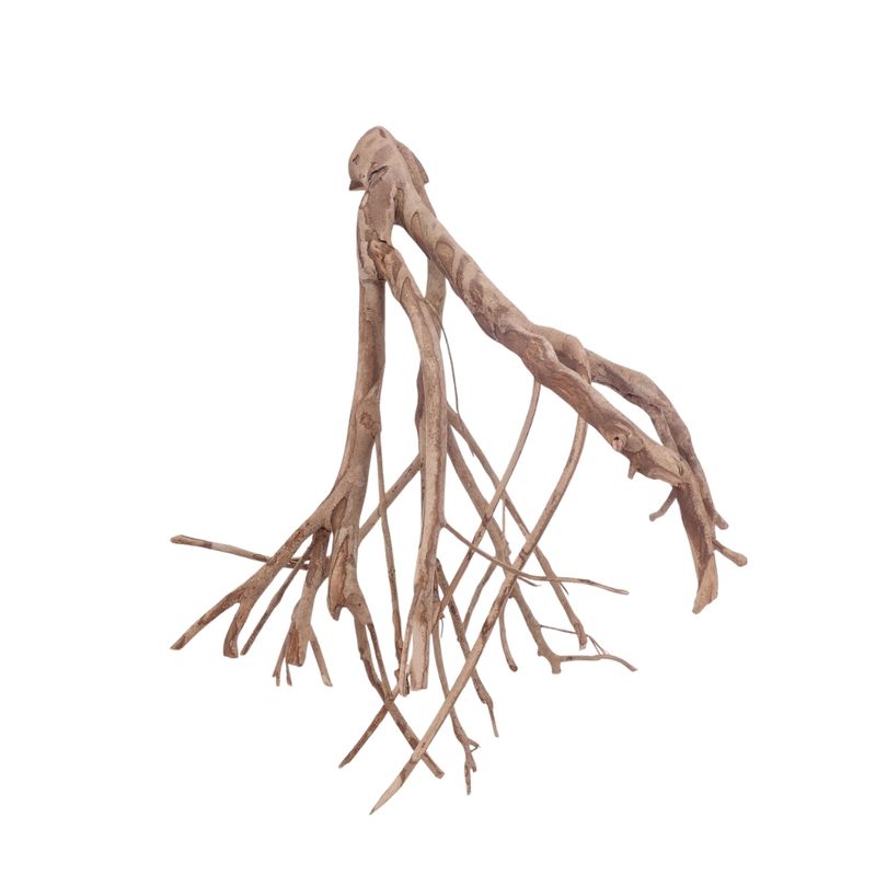 XL Talawa Wurzel Nr.3619