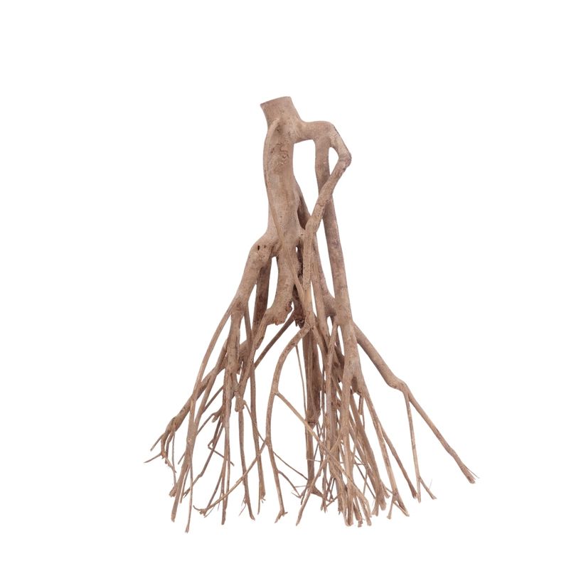 XL Talawa Wurzel Nr.3620