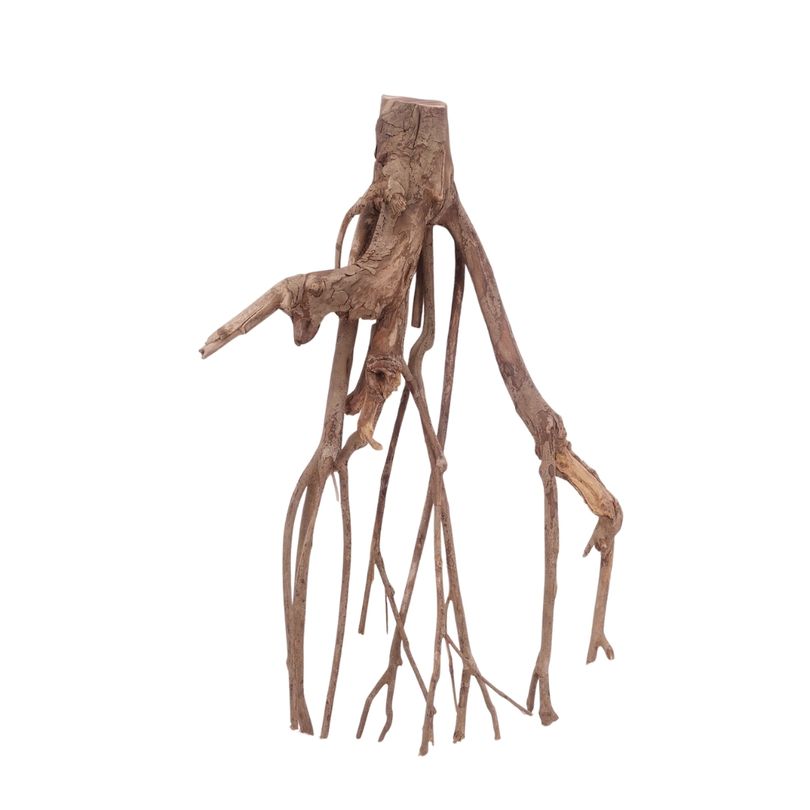 XL Talawa Wurzel Nr.3622