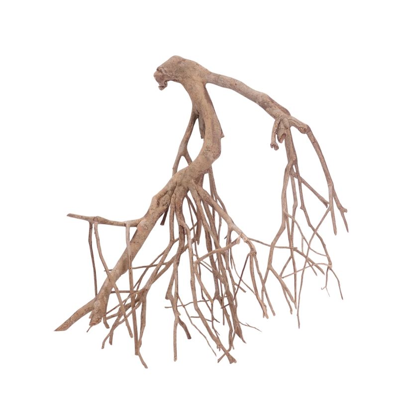 XL Talawa Wurzel Nr.3623