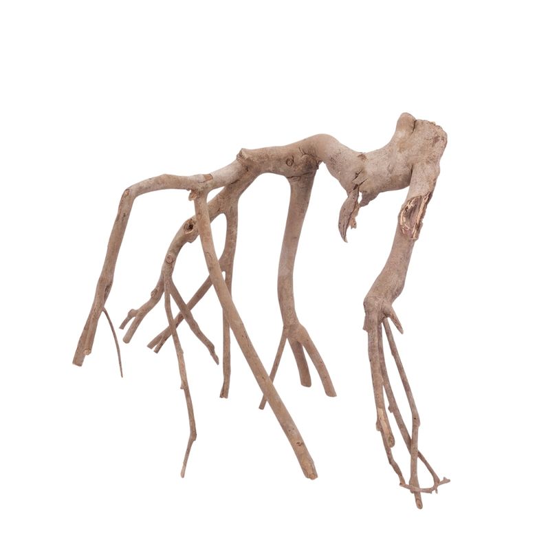 XL Talawa Wurzel Nr.3624