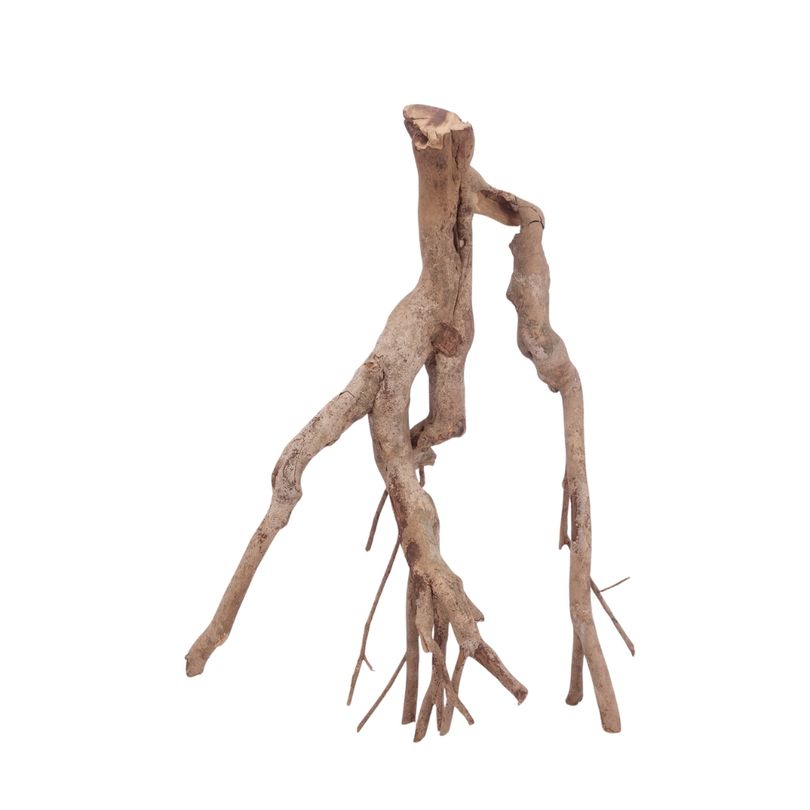 XL Talawa Wurzel Nr.3625