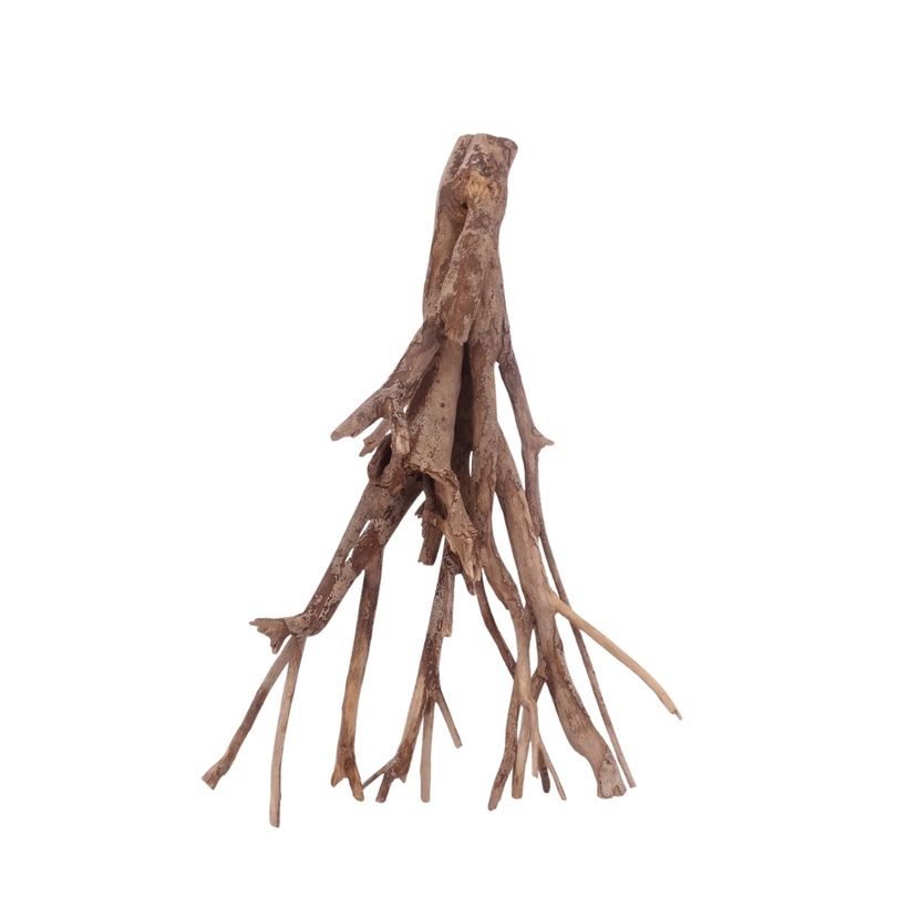 XL Talawa Wurzel Nr.3627