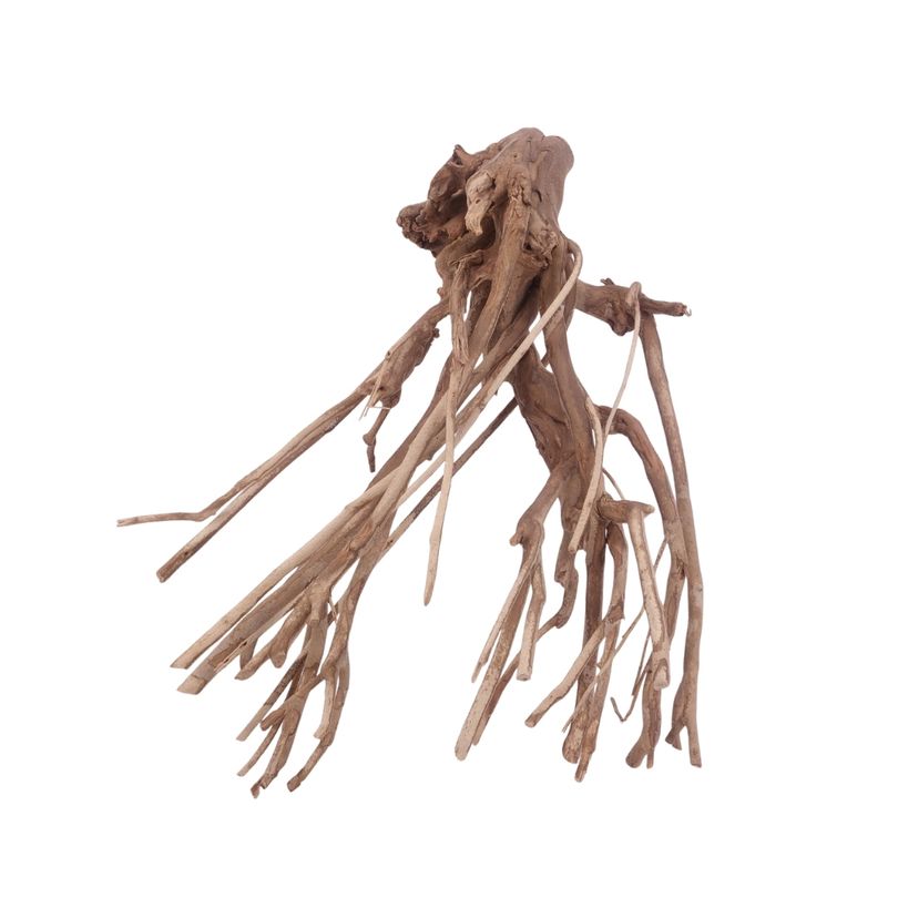 XL Talawa Wurzel Nr.3629