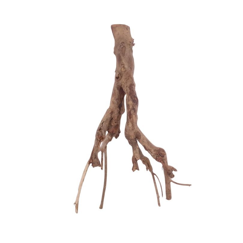 XL Talawa Wurzel Nr.3630