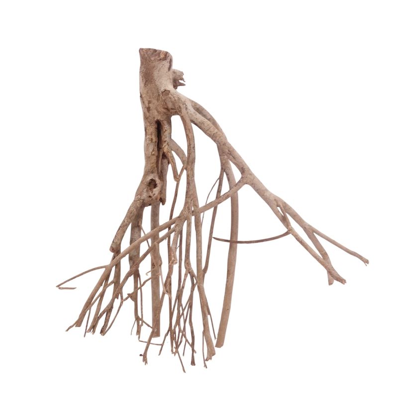 XL Talawa Wurzel Nr.3631