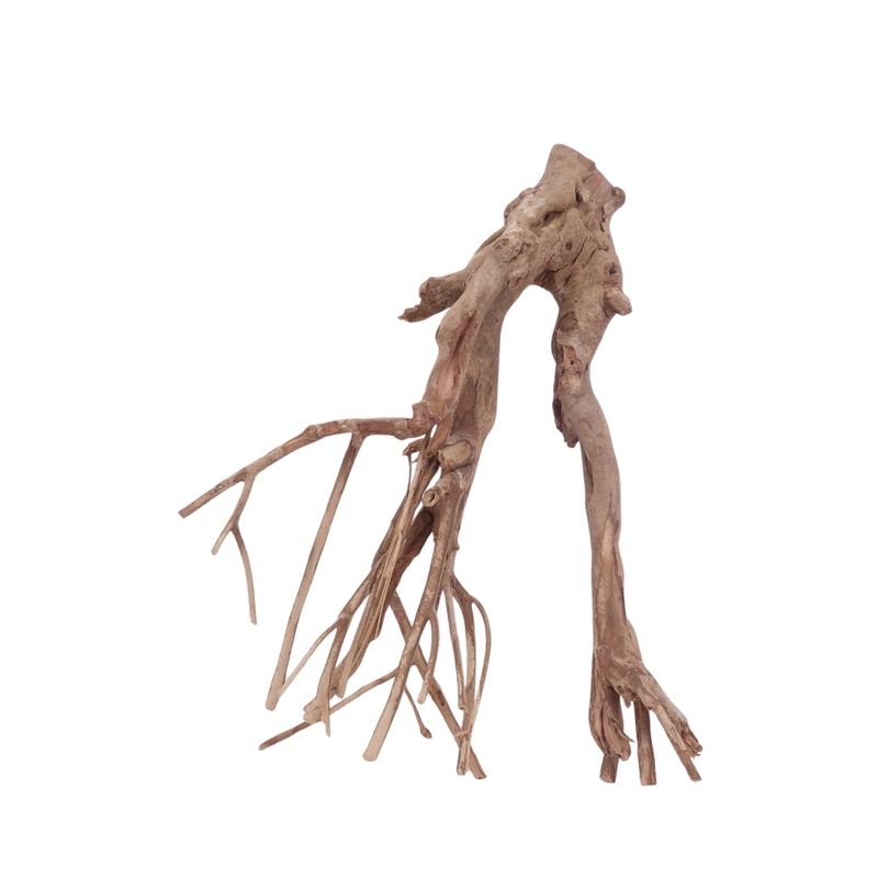 XL Talawa Wurzel Nr.3632