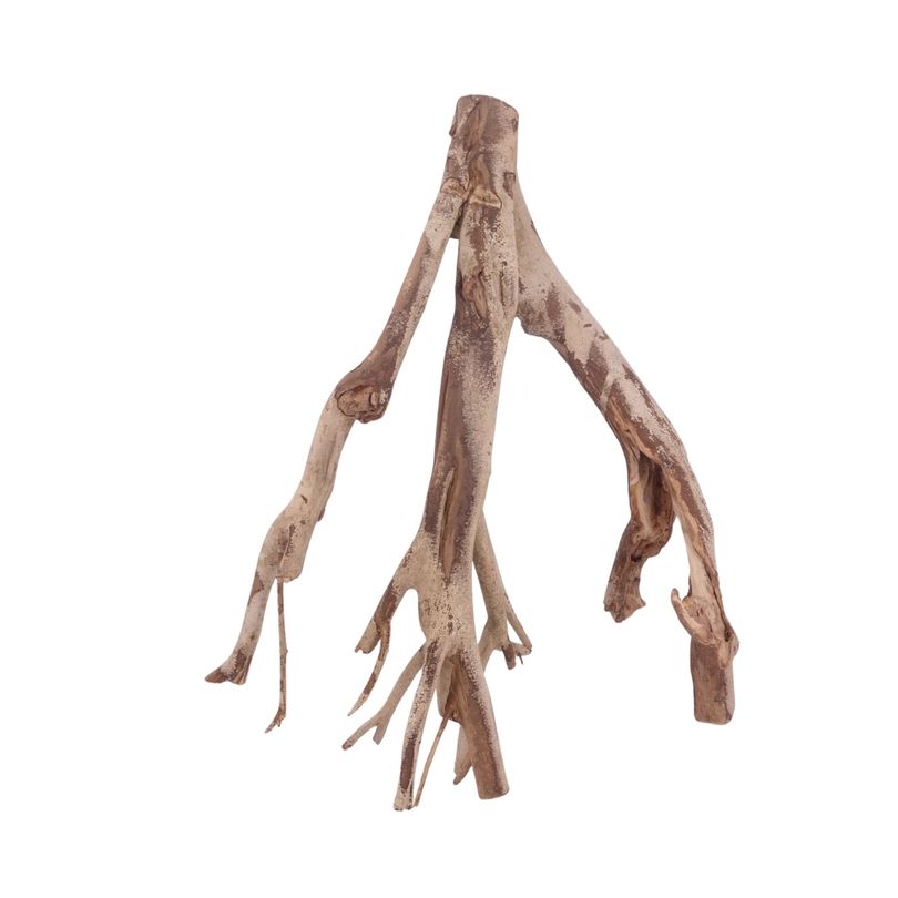 XL Talawa Wurzel Nr.3634