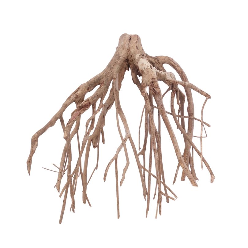 XL Talawa Wurzel Nr.3635