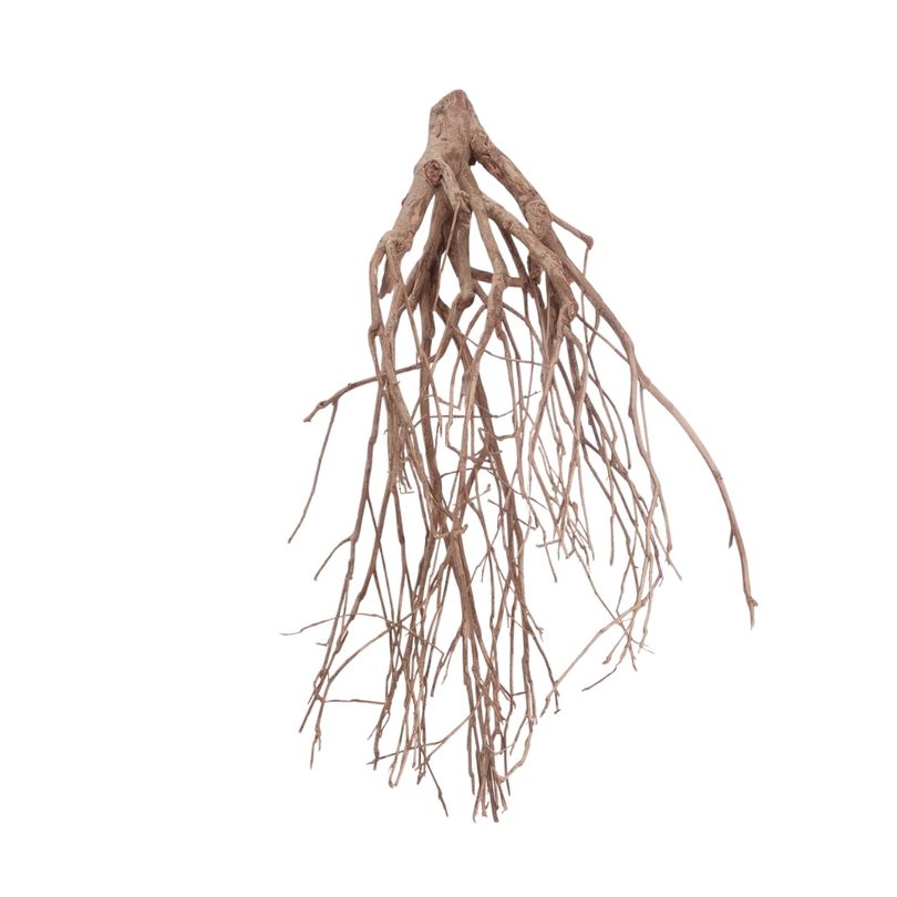 XL Talawa Wurzel Nr.3637