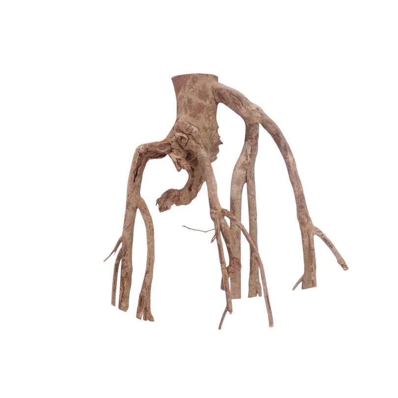 XL Talawa Wurzel Nr.3638