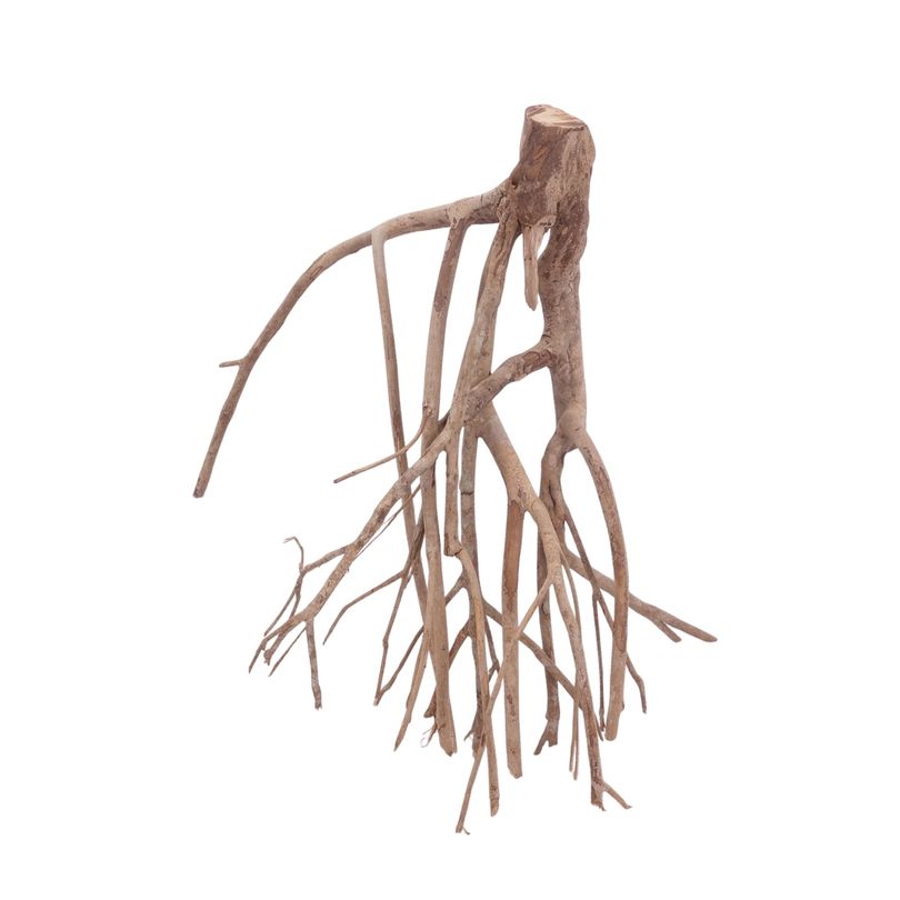 XL Talawa Wurzel Nr.3640