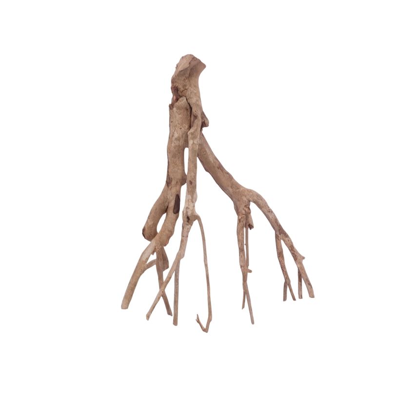 XL Talawa Wurzel Nr.3641