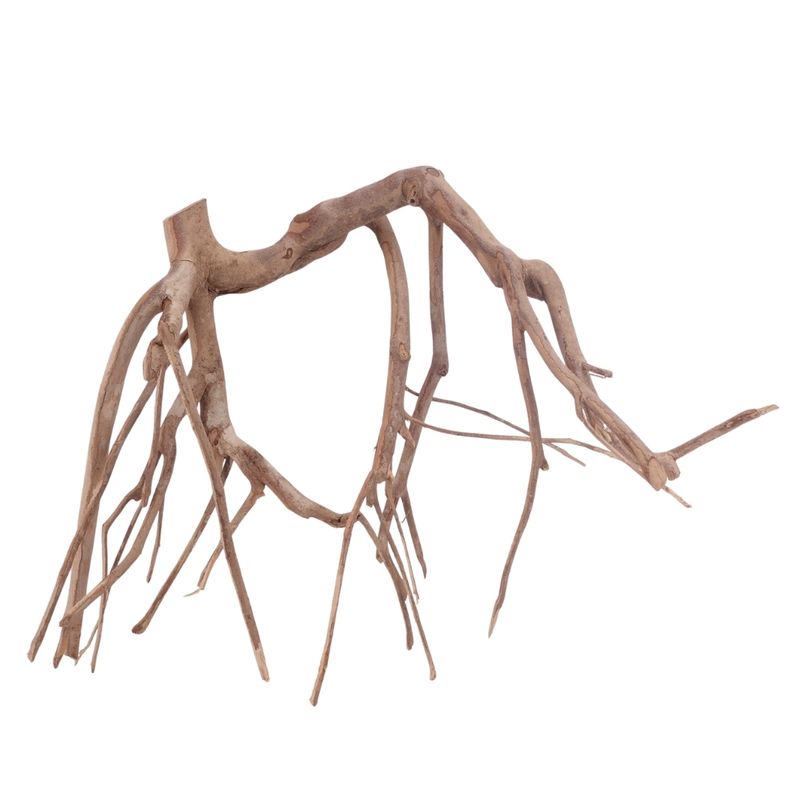 XL Talawa Wurzel Nr.3642