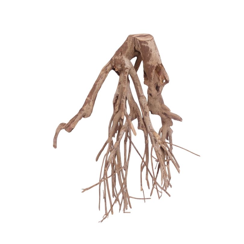 XL Talawa Wurzel Nr.3644