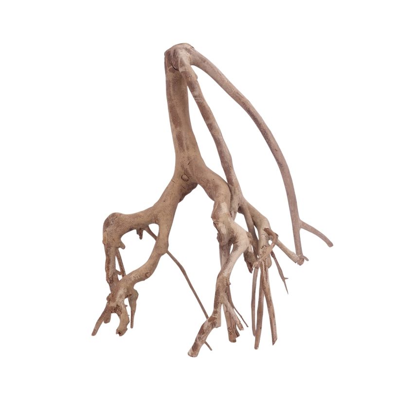 XL Talawa Wurzel Nr.3645