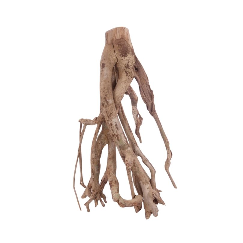 XL Talawa Wurzel Nr.3646