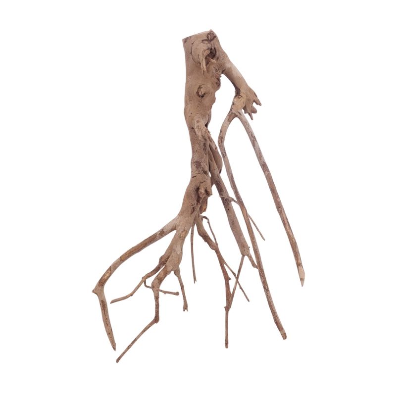 XL Talawa Wurzel Nr.3647