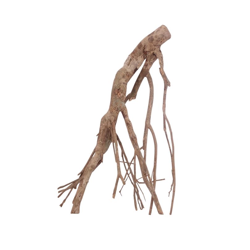 XL Talawa Wurzel Nr.3648