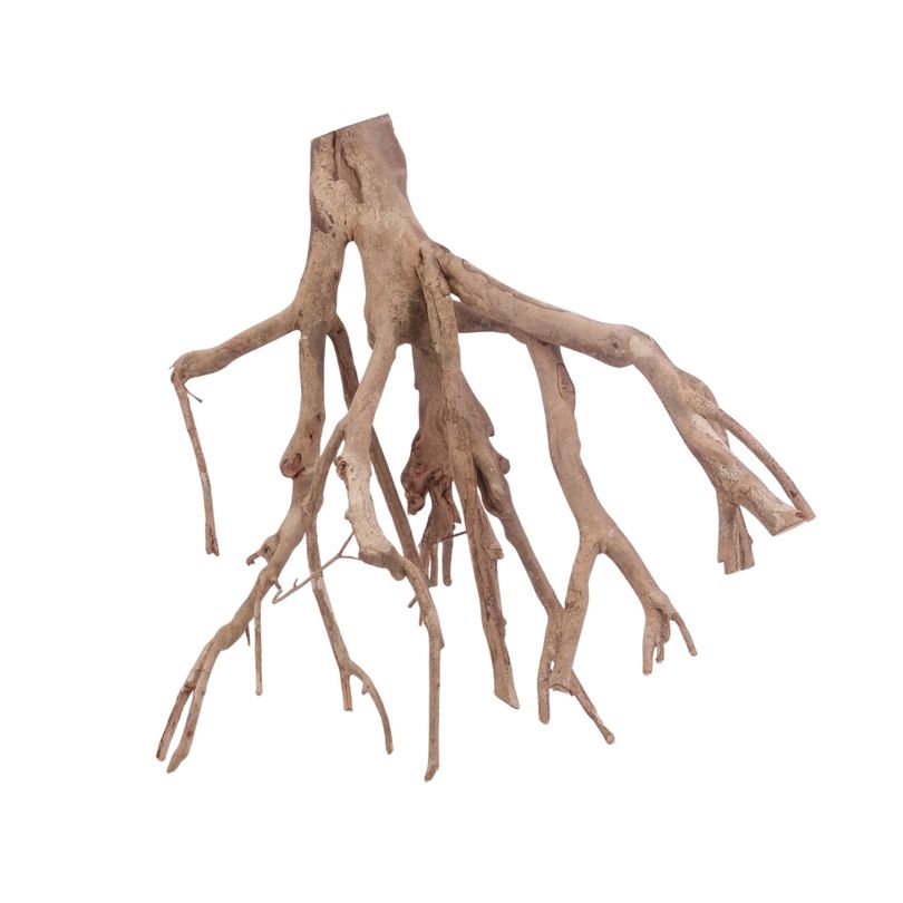 XL Talawa Wurzel Nr.3649