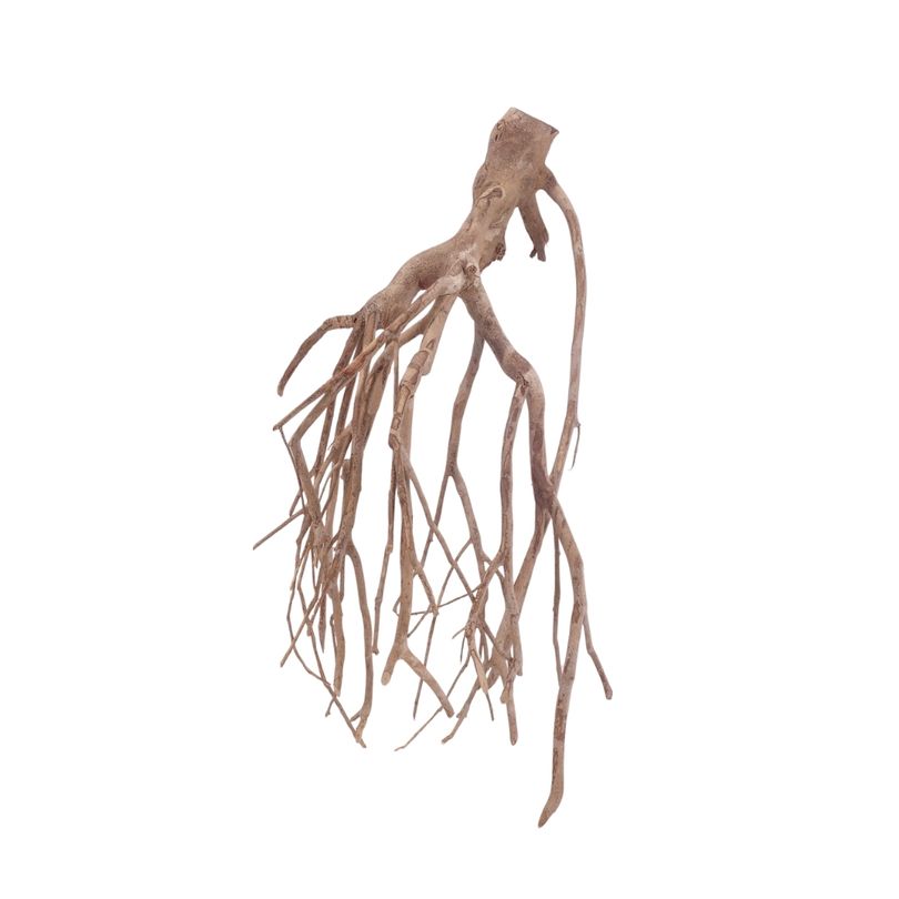 XL Talawa Wurzel Nr.3650