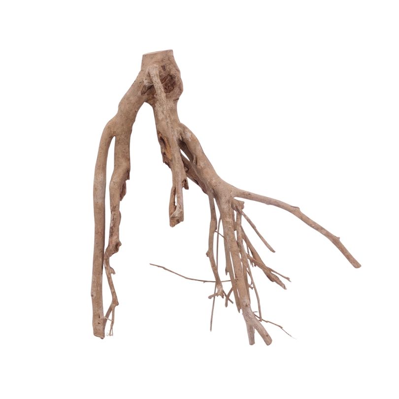 XL Talawa Wurzel Nr.3652