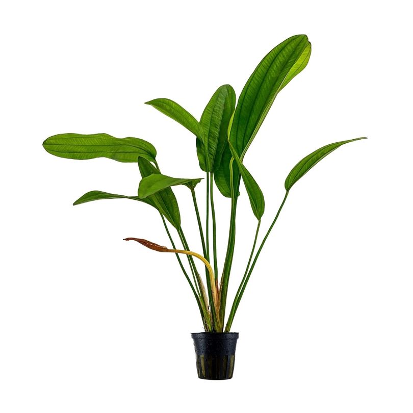 Aquariumpflanze Echinodorus 'Indian Red' Nr.371R