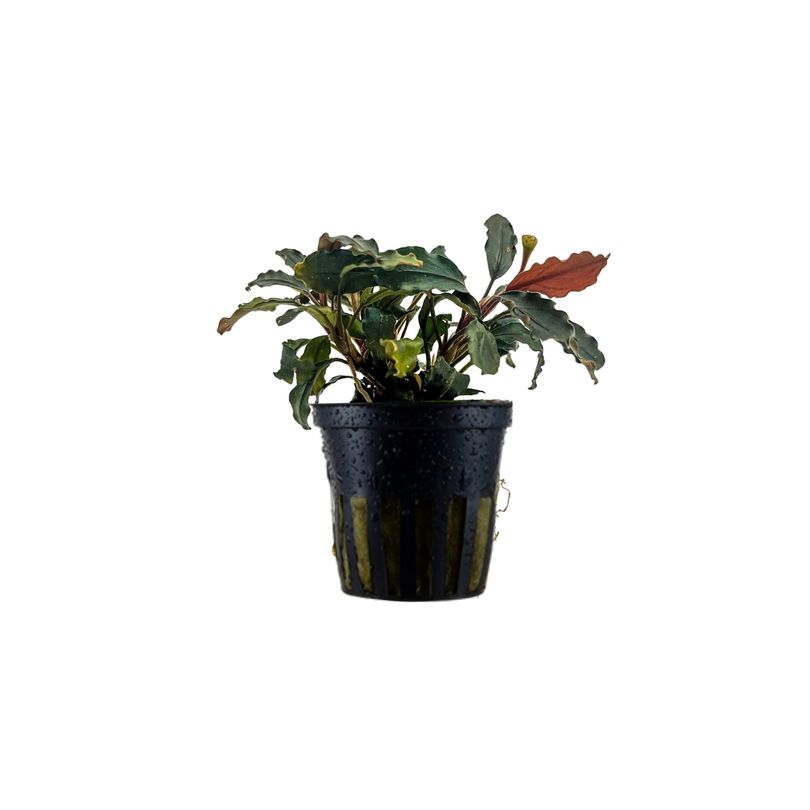 Aquariumpflanze Bucephalandra brownie 'Ghost Ulu Kapus' Nr.339G