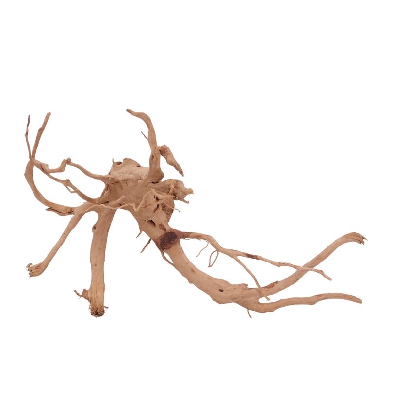 XL Moorkienwurzel Nr.3953 Fingerwurzel Echtholz Deko Aquascaping
