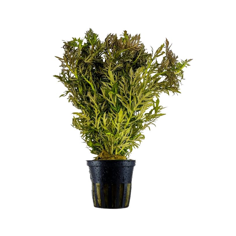 Aquarium Pflanze Hygrophila difformis Wasserpflanzen Topf Nr.351H