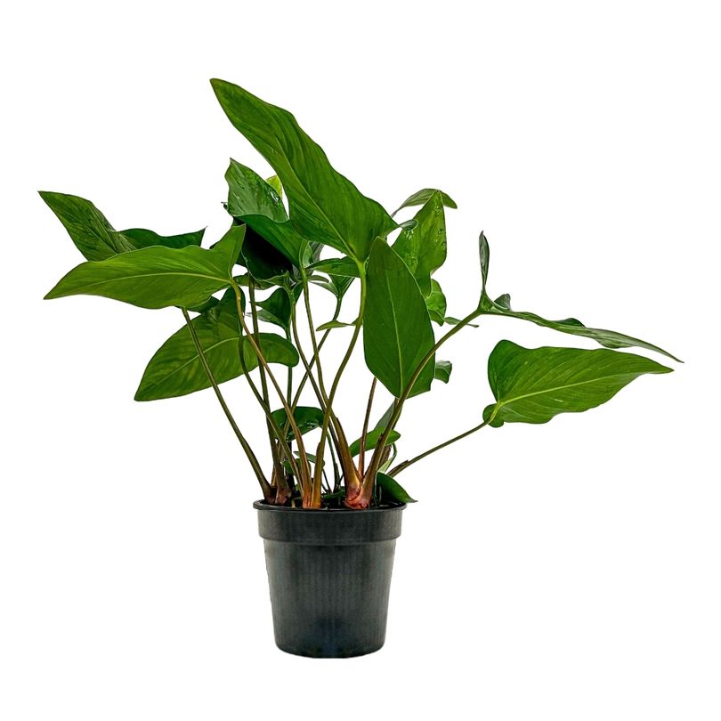 Mutterpflanze Aquariumpflanze Anubias hastifolia Nr.301H XL