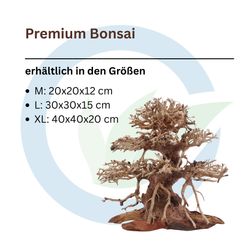 dracena fragrans plant Dracaena Fragrans Ulysses – Adplants