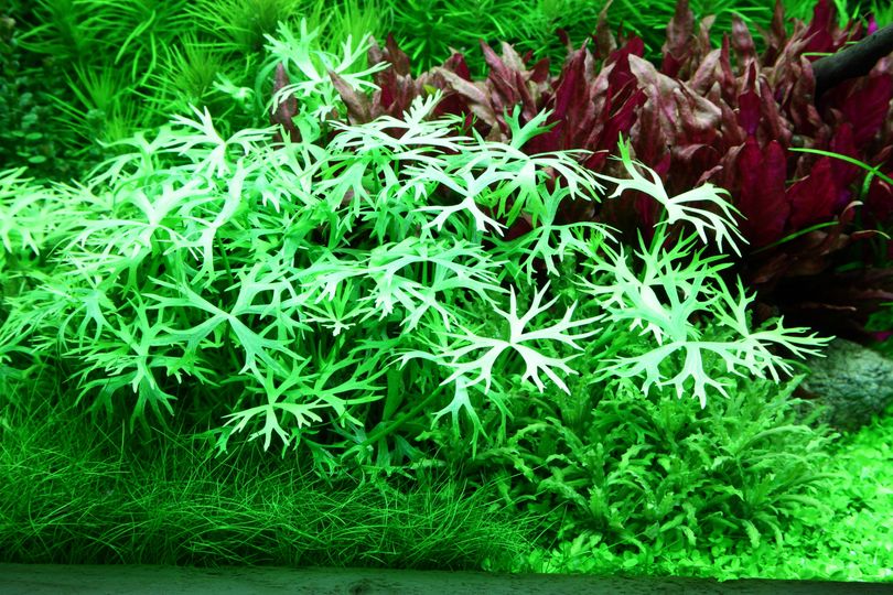 Aquarium Pflanze Ranunculus inundatus Tropica Nr.022C TC in Vitro