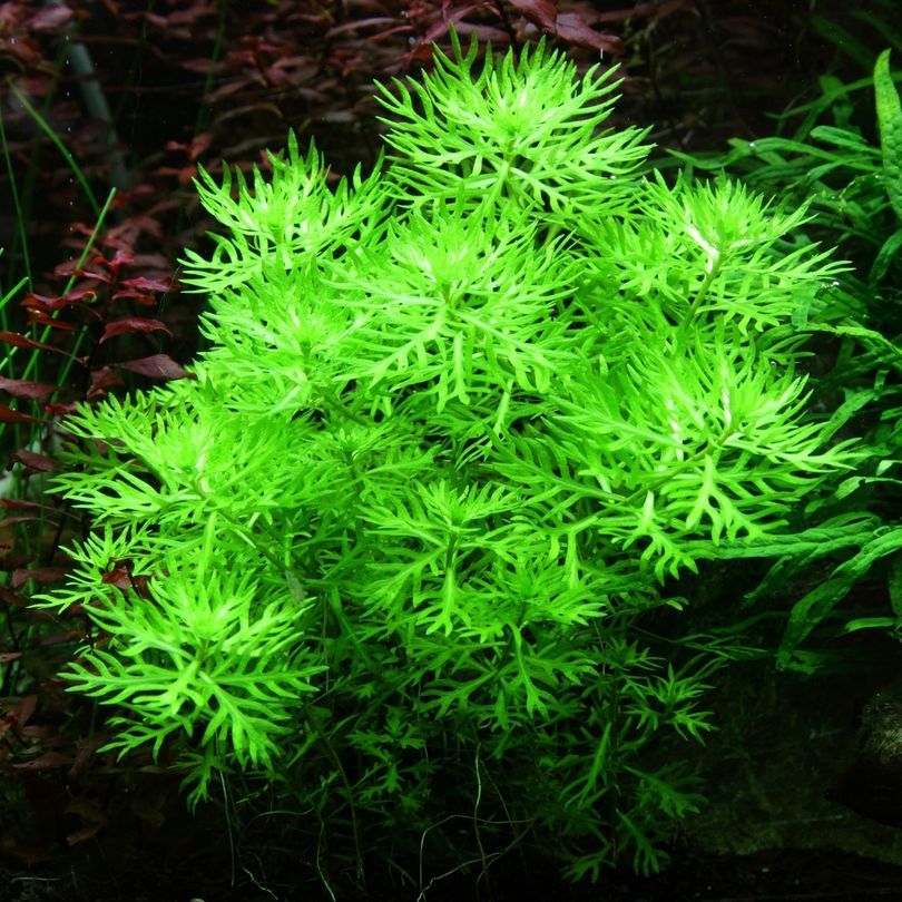 Aquarium Pflanze Hottonia palustris Tropica Nr.027 TC in Vitro