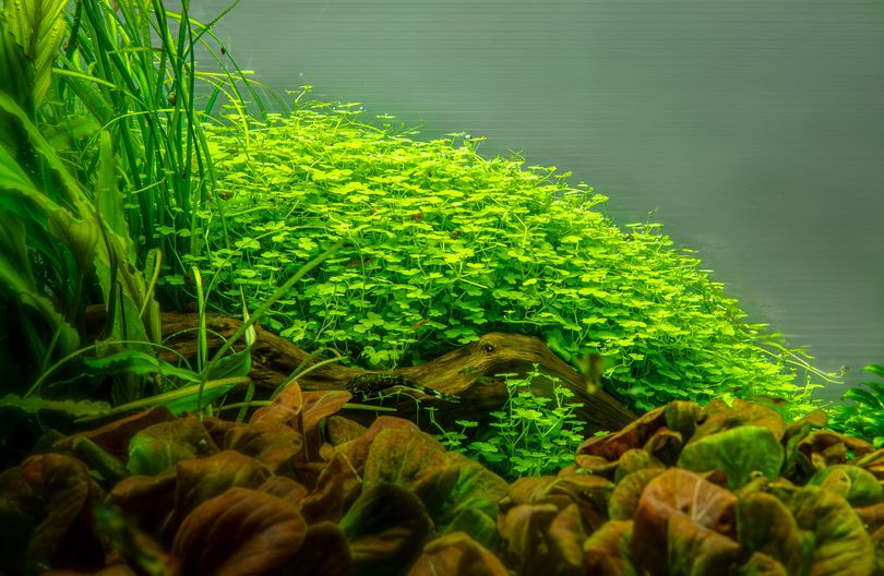Aquarium Pflanze Hydrocotyle tripartita Tropica Nr.039B TC in Vitro