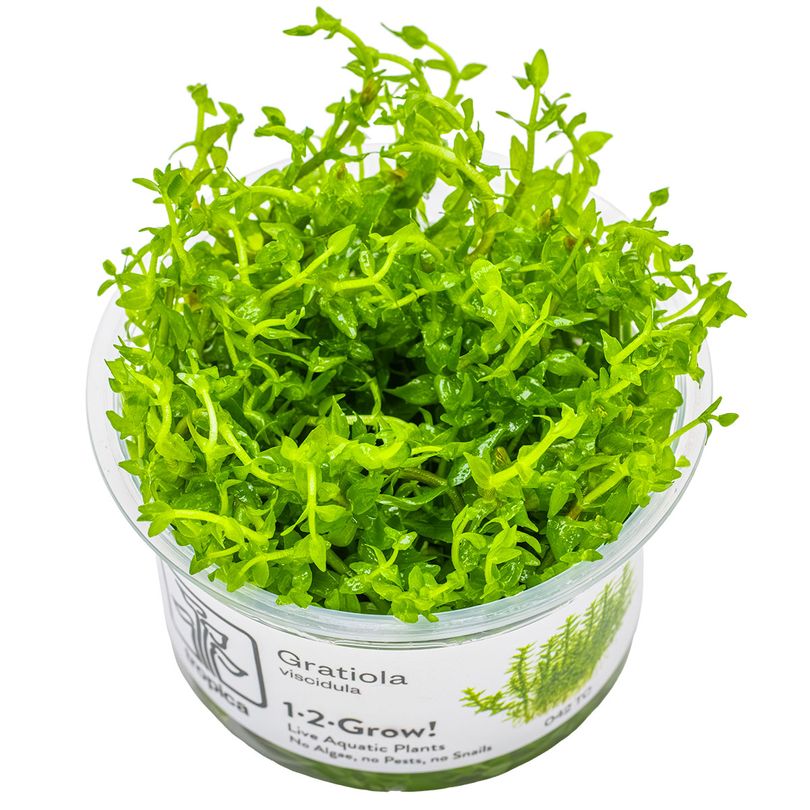 Aquarium Pflanze Gratiola viscidula Tropica Nr.042 TC in Vitro