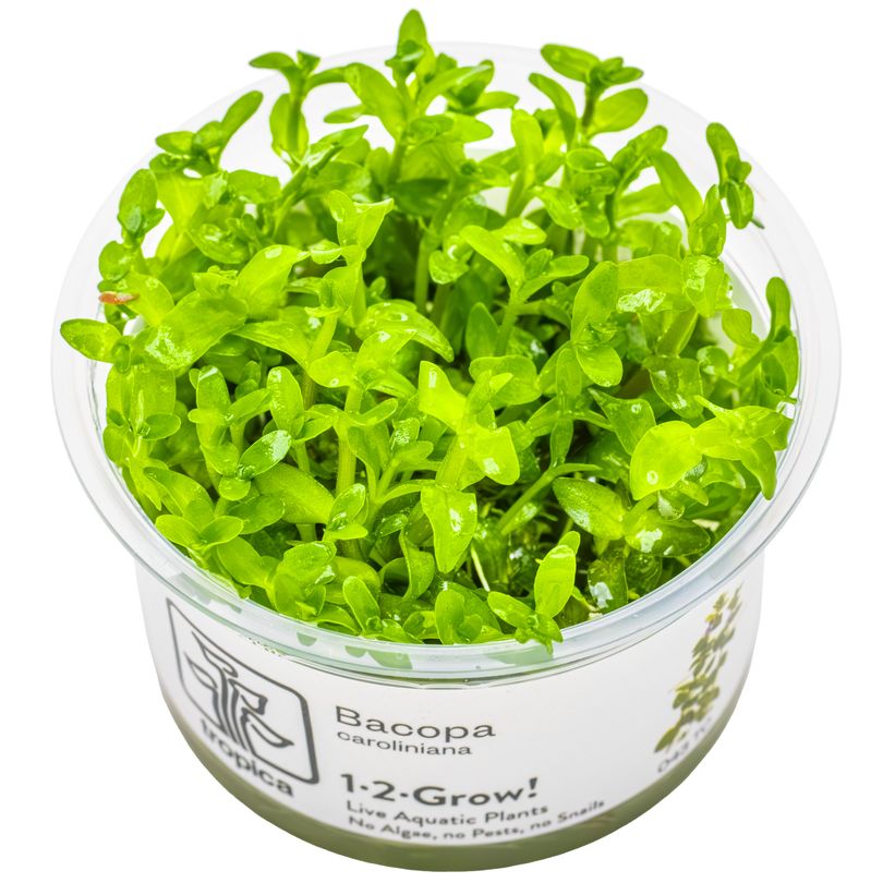 Aquarium Pflanze Bacopa caroliniana Tropica Nr.043 TC in Vitro