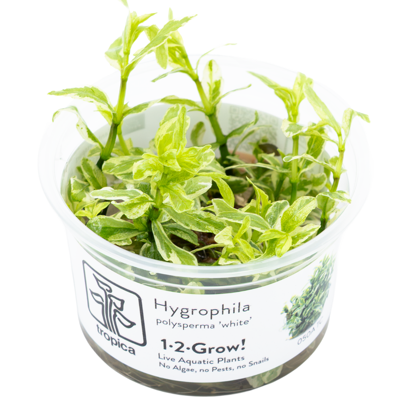 Aquarium Pflanze Hygrophila polysperma 'White' Tropica Nr.050A TC in Vitro