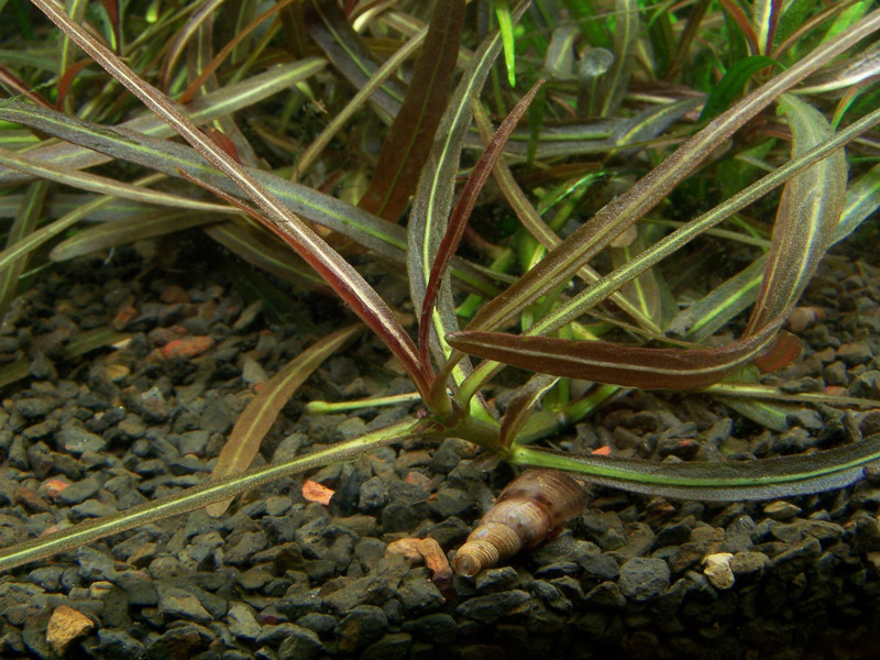 Aquarium Pflanze Hygrophila lancea 'Araguaia' Tropica Nr.051B TC in Vitro