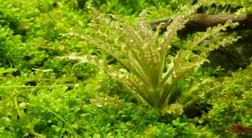 Aquarium Pflanze Pogostemon helferi Tropica Nr.053H TC in Vitro