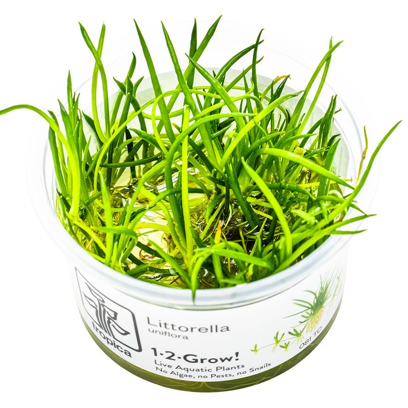 Aquarium Pflanze Littorella uniflora Tropica Nr.081 TC in Vitro